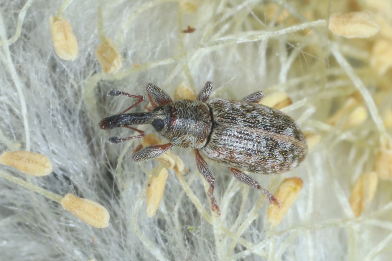 Dorytomus salicinus (Gyllenhal, 1827)