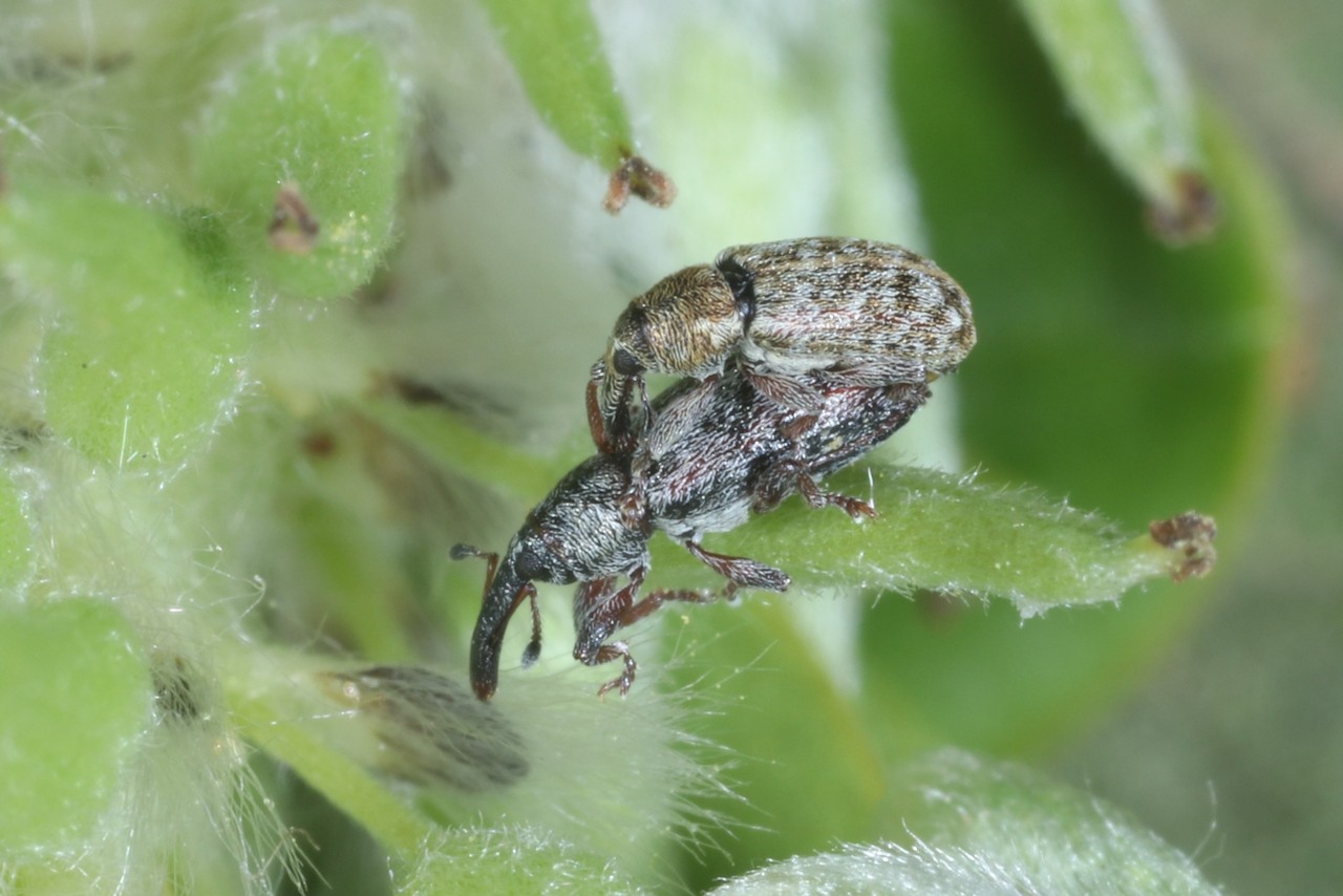 Dorytomus salicinus (Gyllenhal, 1827) (accouplement)