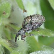 Dorytomus salicinus (Gyllenhal, 1827) (accouplement)