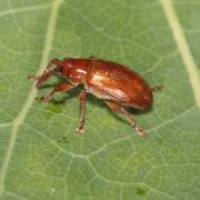 Dorytomus tortrix (Linnaeus, 1760)