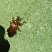 Dorytomus tortrix (Linnaeus, 1760) 