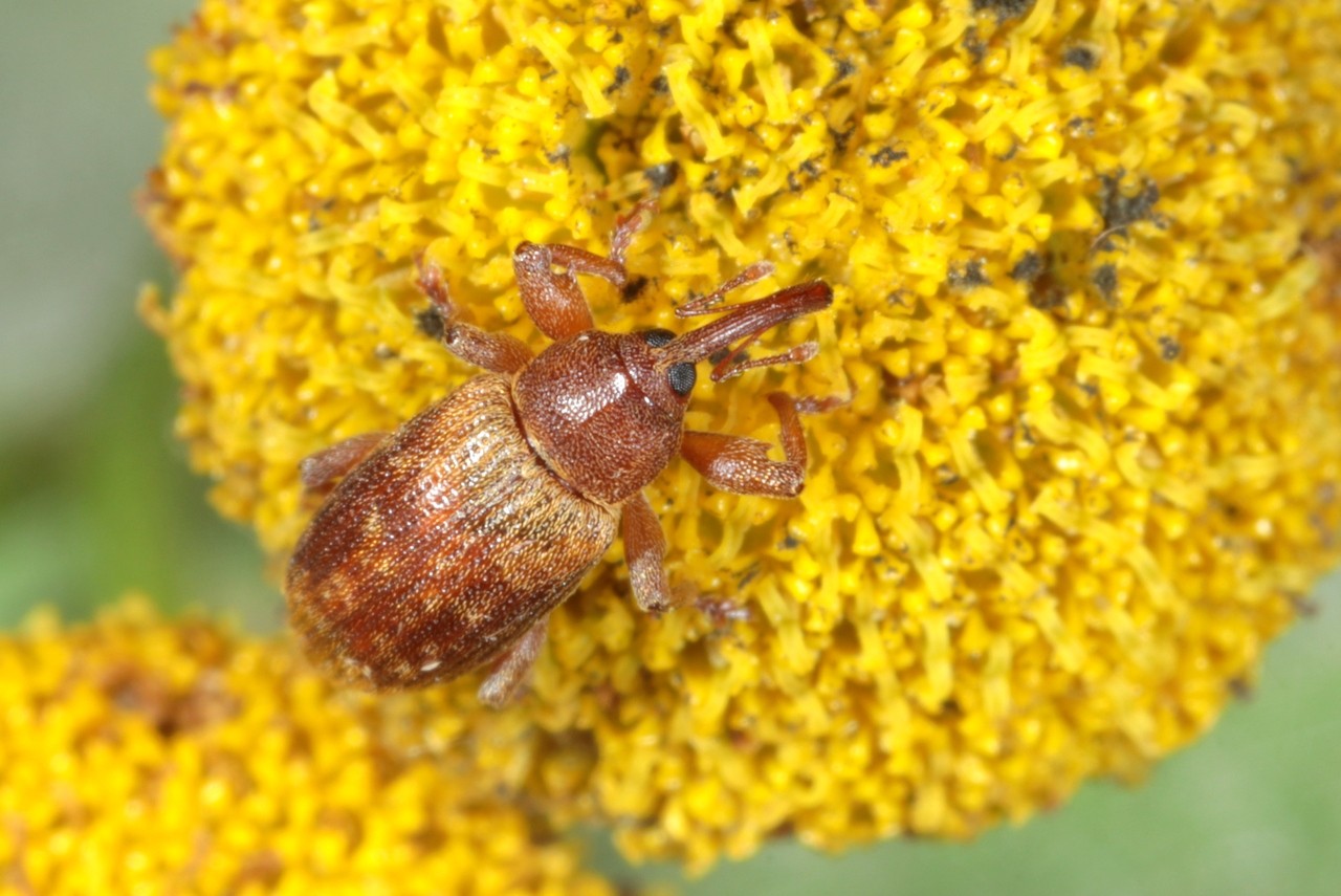 Dorytomus tortrix (Linnaeus, 1760) 