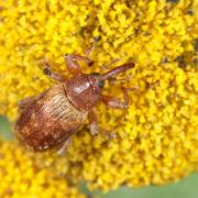 Dorytomus tortrix (Linnaeus, 1760) 