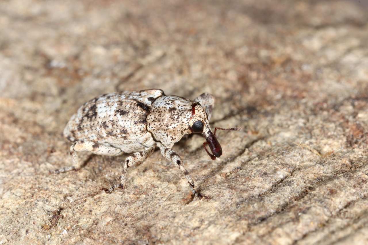 Gasterocercus depressirostris (Fabricius, 1792)