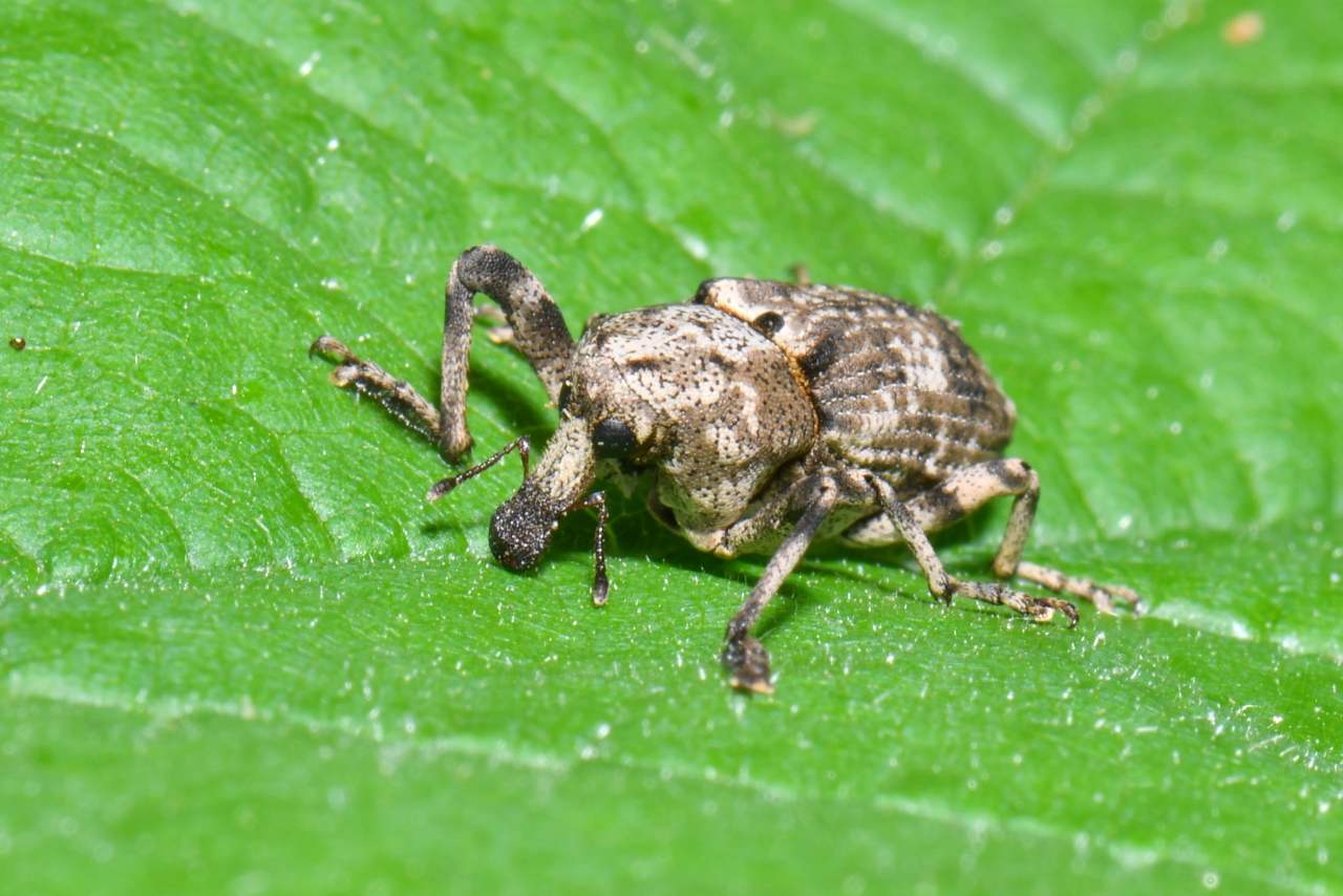 Gasterocercus depressirostris (Fabricius, 1792)