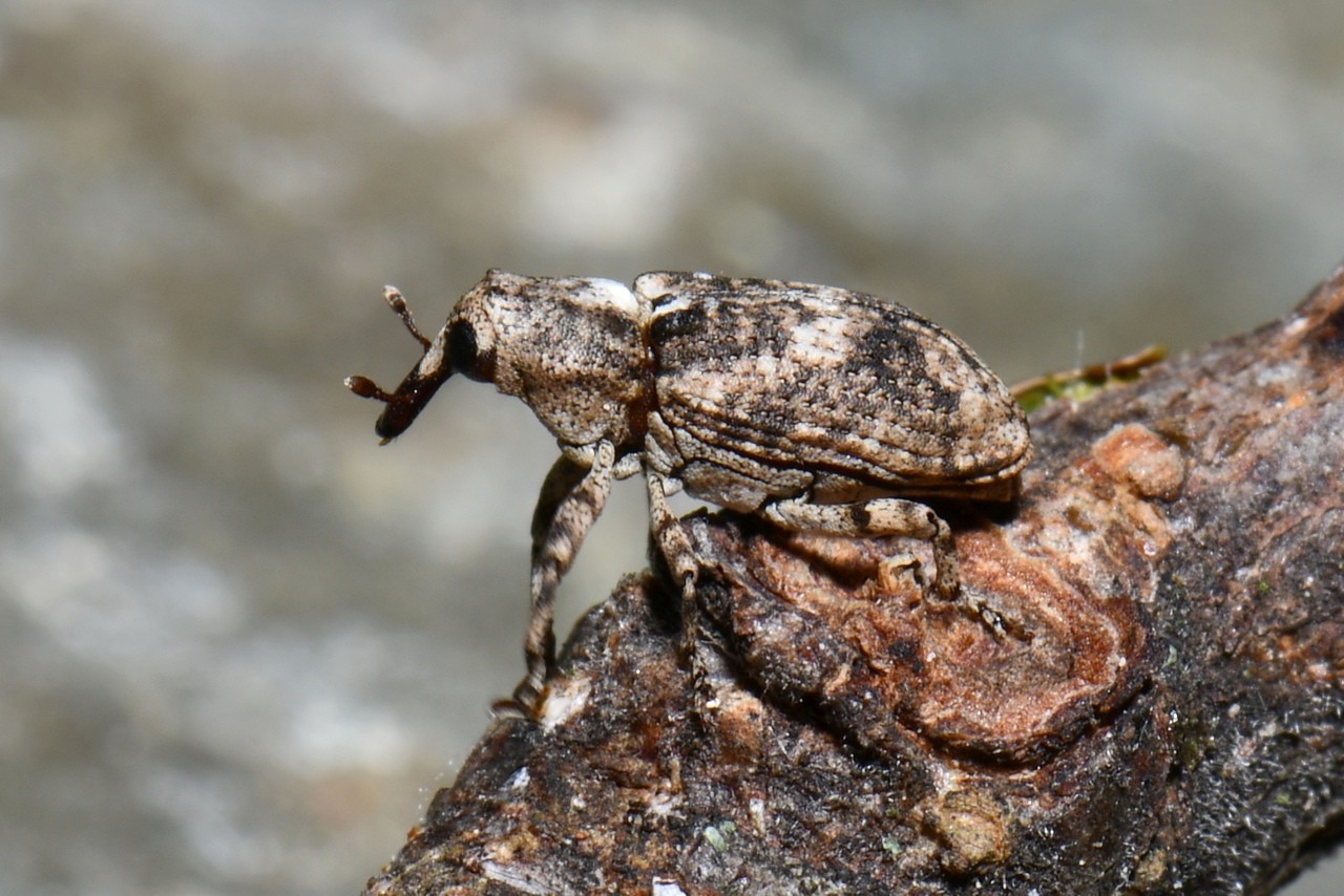 Gasterocercus depressirostris (Fabricius, 1792)