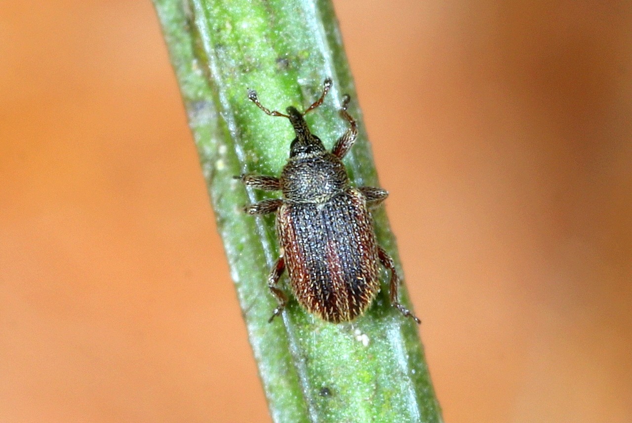 Gymnetron rotundicolle Gyllenhal, 1838