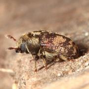 Hylesinus varius (Fabricius, 1775) (= fraxini) - Scolyte du Frêne