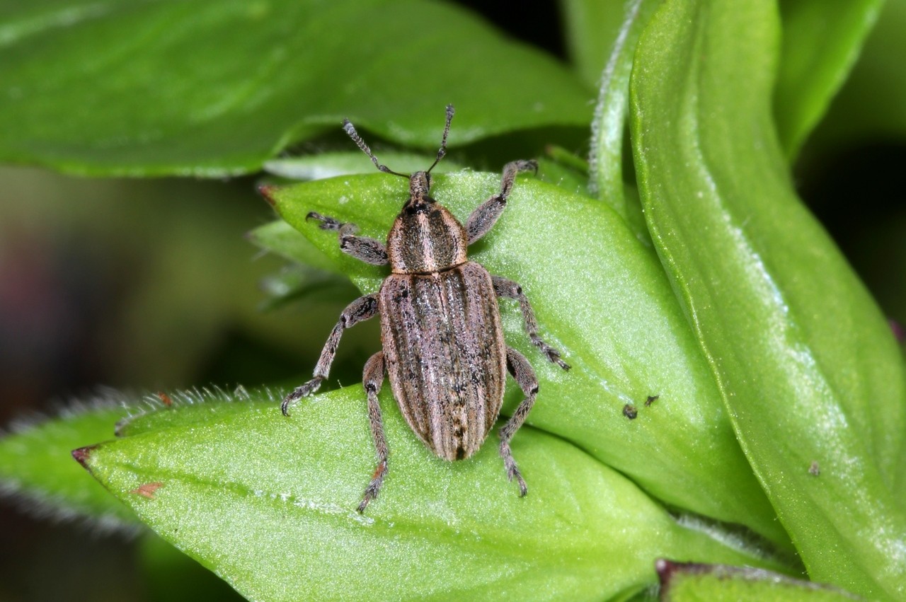 Hypera arator (Linnaeus, 1758)