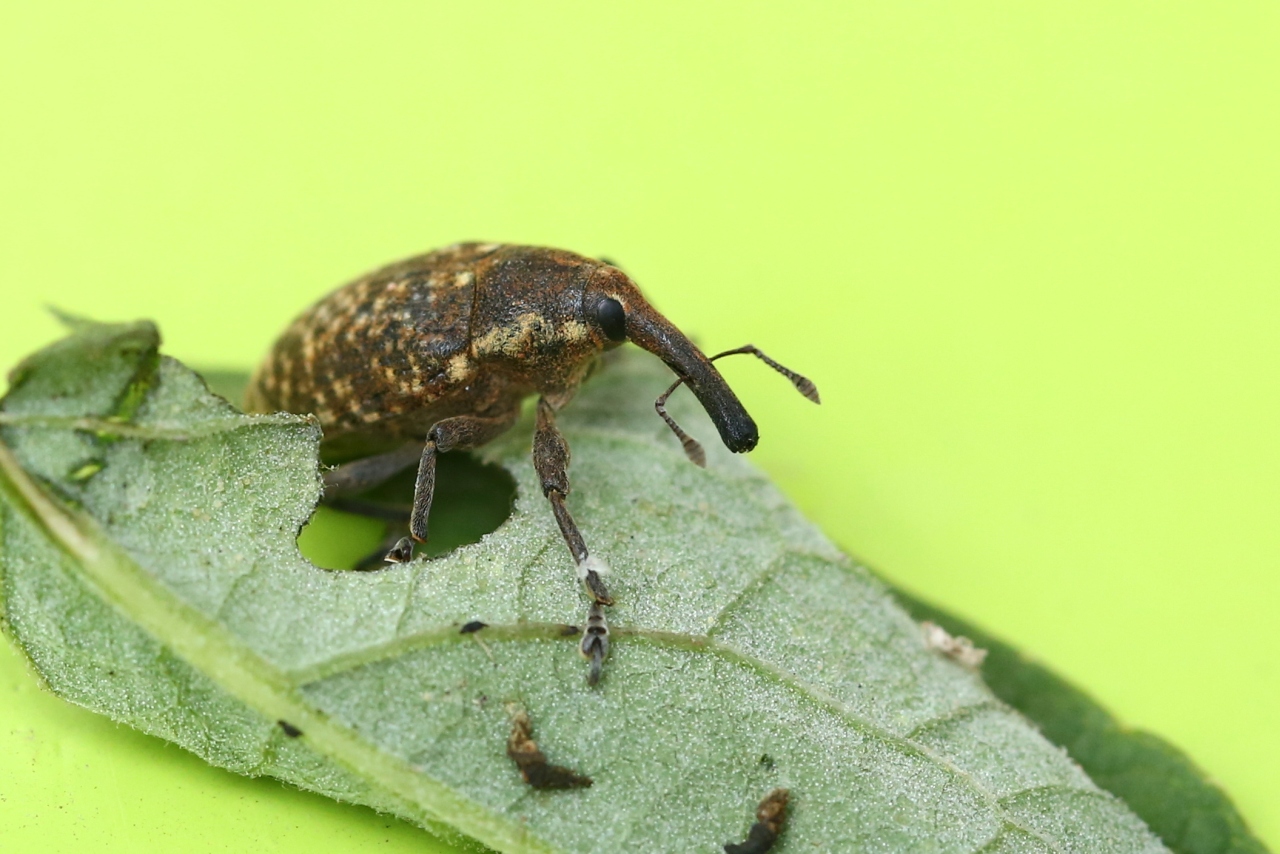 Larinus sturnus (Schaller, 1783) - Larin étourneau