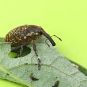 Larinus sturnus (Schaller, 1783) - Larin étourneau