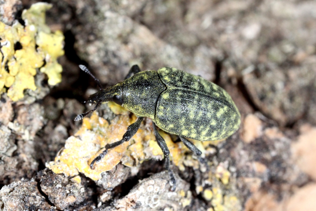 Larinus turbinatus Gyllenhal, 1835 - Charançon travailleur