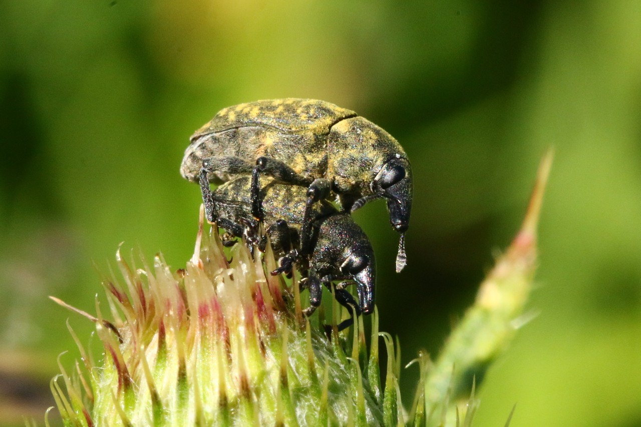 Larinus turbinatus Gyllenhal, 1835 - Charançon travailleur