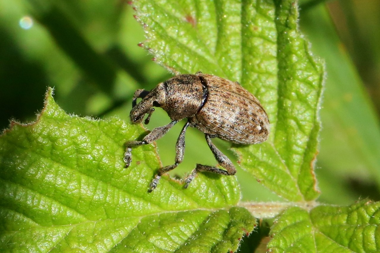 Lepyrus capucinus (Schaller, 1783)