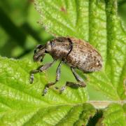 Lepyrus capucinus (Schaller, 1783)