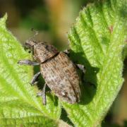 Lepyrus capucinus (Schaller, 1783)