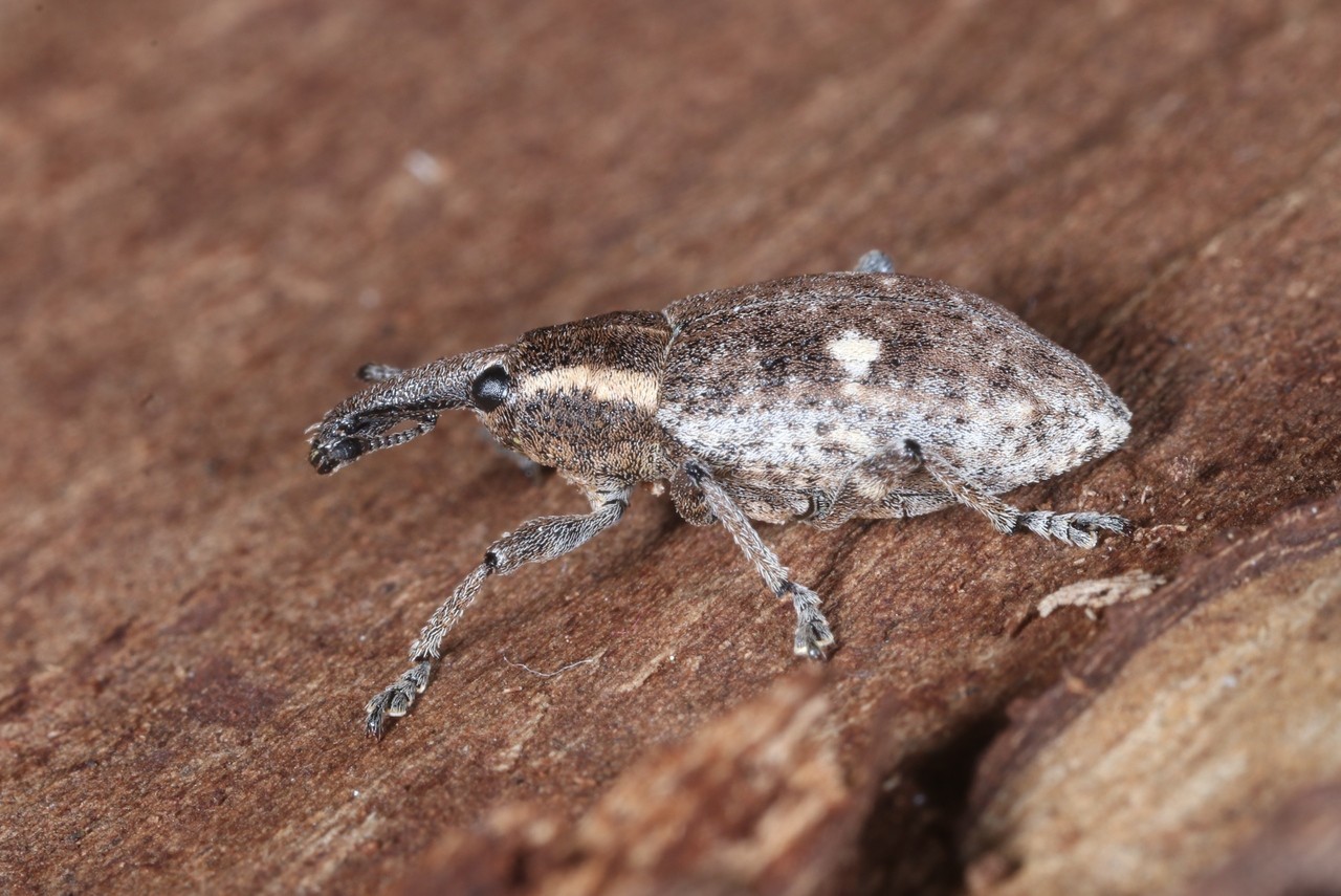 Lepyrus palustris (Scopoli, 1763) - Lepyre annoncé