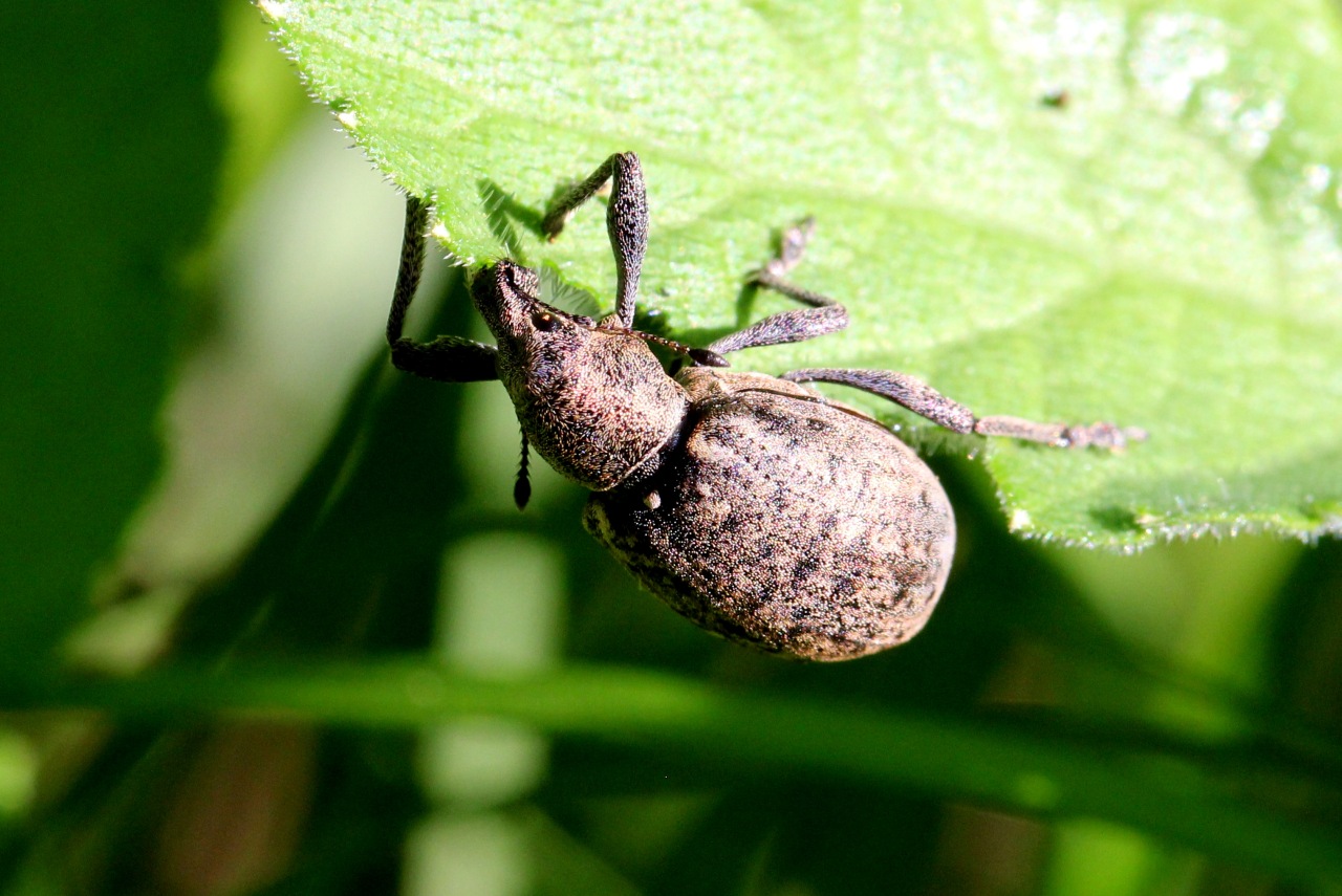 Liophloeus tessulatus (O.F. Müller, 1776) - Charançon du Lierre