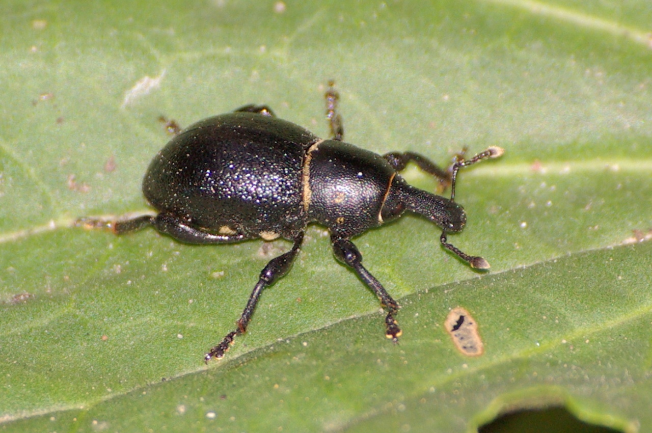 Liparus coronatus (Goeze, 1777) - Charançon couronné