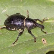 Liparus coronatus (Goeze, 1777) - Charançon couronné