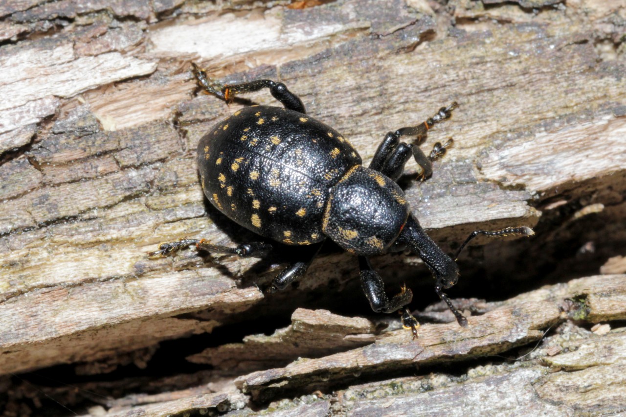 Liparus germanus (Linnaeus, 1758) - Lipare germain