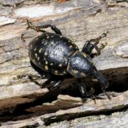 Liparus germanus (Linnaeus, 1758) - Lipare germain