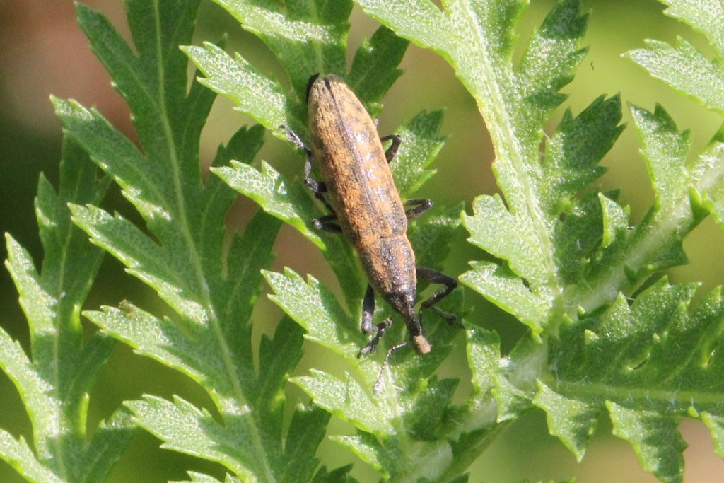 Lixus fasciculatus Boheman, 1835