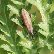 Lixus fasciculatus Boheman, 1835