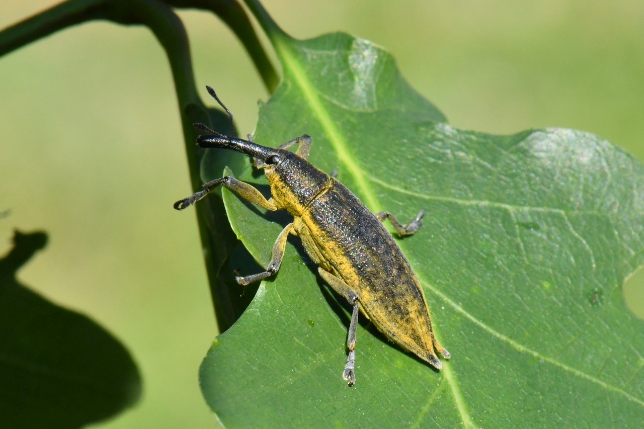 Lixus iridis Olivier, 1807 - Lixe des Ombellifères