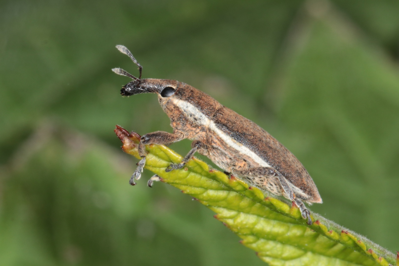 Lixus ochraceus Boheman, 1842