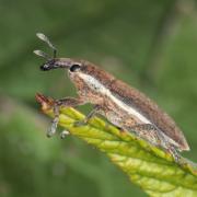 Lixus ochraceus Boheman, 1842