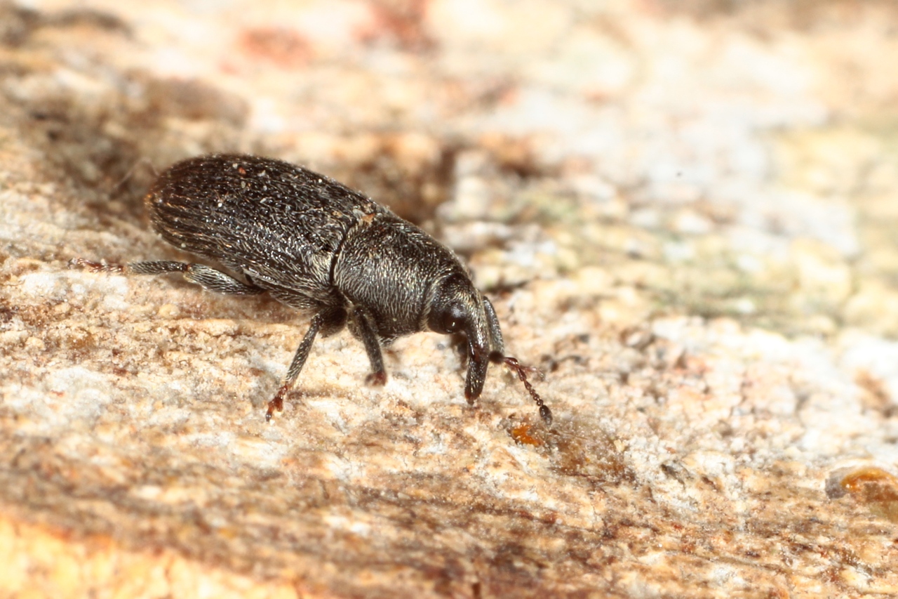 Mecinus pyraster (Herbst, 1795)