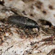 Mecinus pyraster (Herbst, 1795)