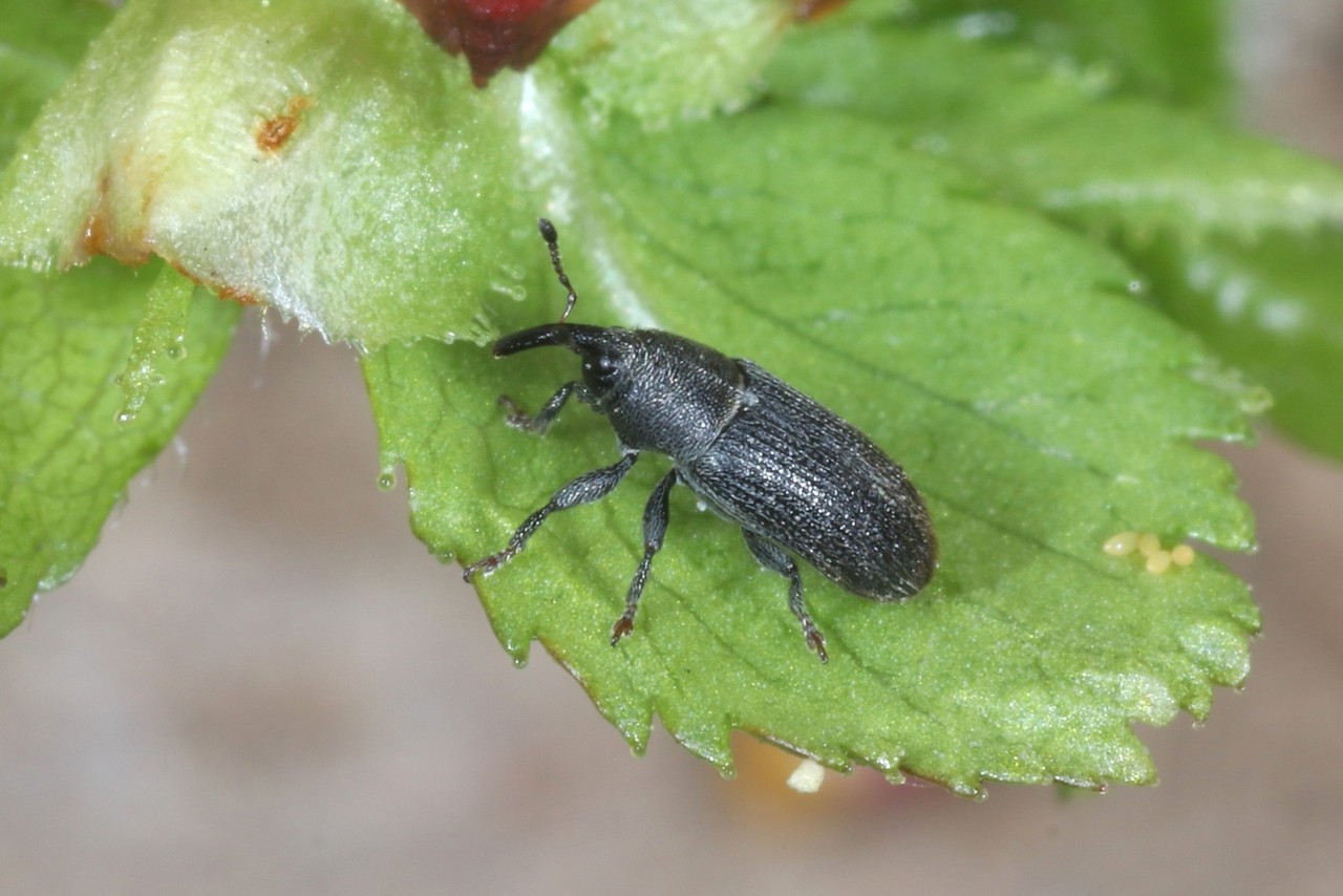 Mecinus pyraster (Herbst, 1795)