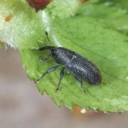 Mecinus pyraster (Herbst, 1795)