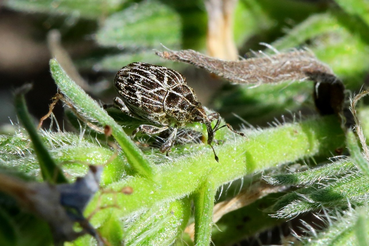 Mogulones geographicus (Goeze, 1777) 