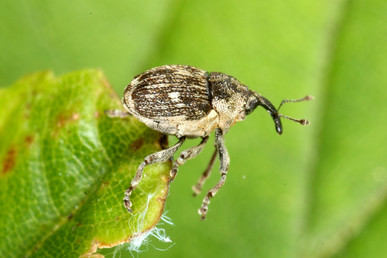 Nedyus quadrimaculatus (Linnaeus, 1758) - Charançon à bandes blanches