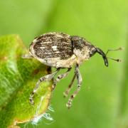 Nedyus quadrimaculatus (Linnaeus, 1758) - Charançon à bandes blanches