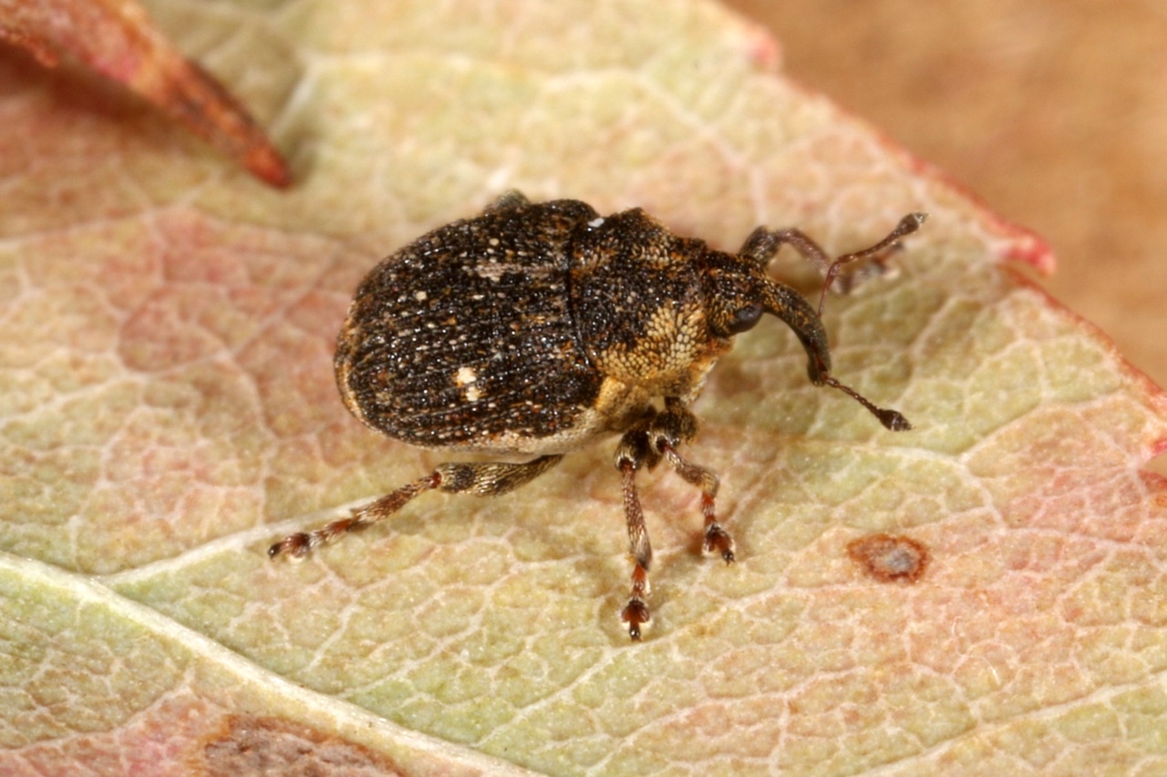 Nedyus quadrimaculatus (Linnaeus, 1758) - Charançon à bandes blanches