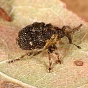 Nedyus quadrimaculatus (Linnaeus, 1758) - Charançon à bandes blanches