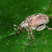 Orchestes quercus (Linnaeus, 1758) - Charançon mineur des feuilles de Chêne