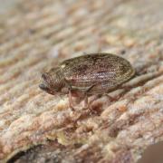 Orchestes testaceus (Müller, 1776) - Orchestes de l'Aulne