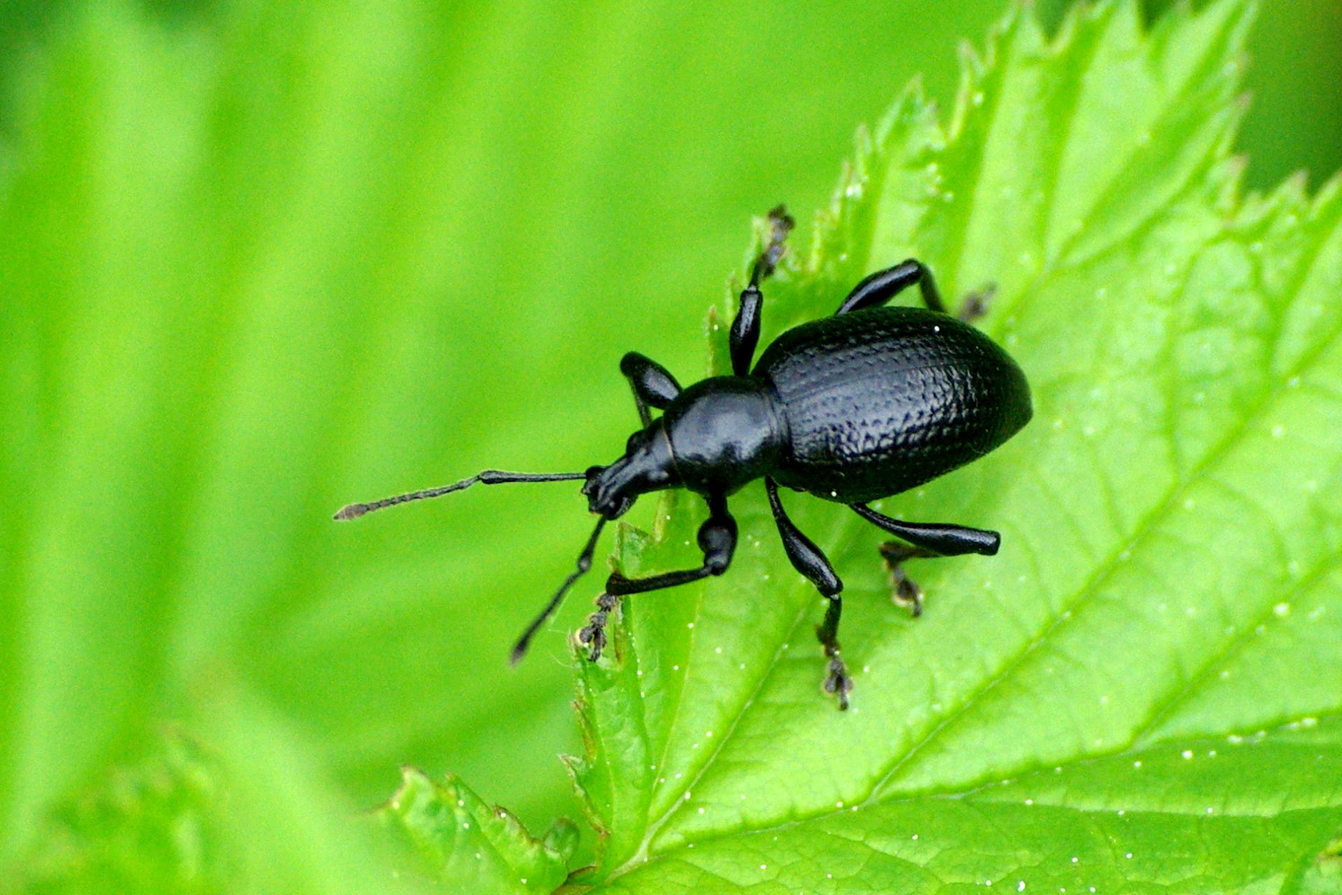 Otiorhynchus morio (Fabricius, 1781)