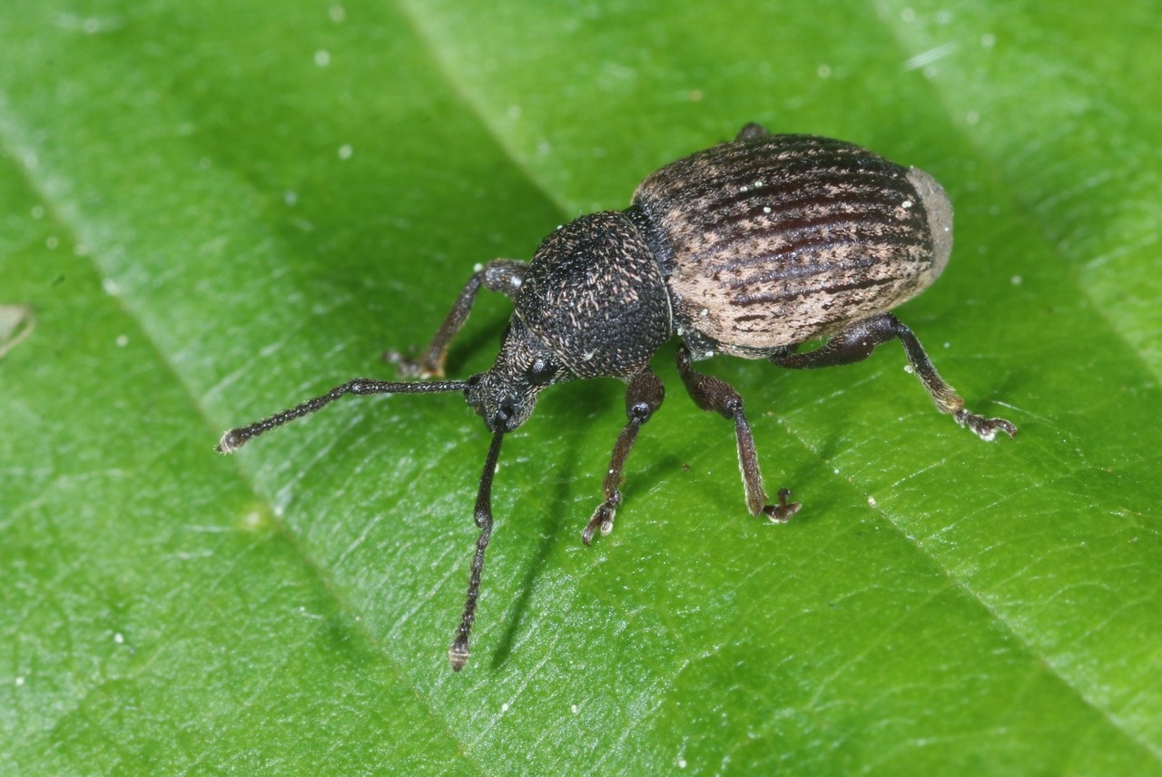 Otiorhynchus raucus (Fabricius, 1777) - Otiorhynque à crête