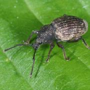 Otiorhynchus raucus (Fabricius, 1777) - Otiorhynque à crête