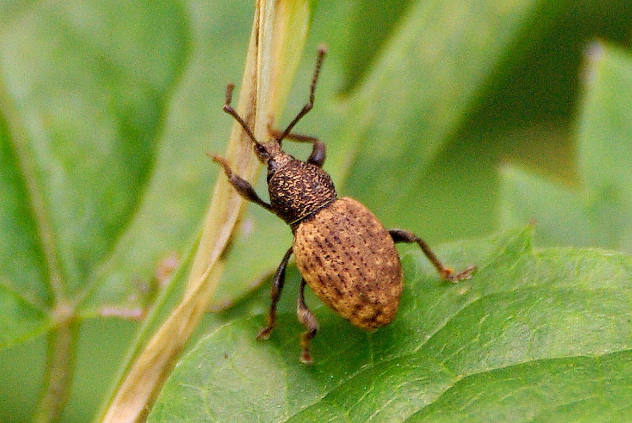 Otiorhynchus raucus (Fabricius, 1777) - Otiorhynque à crête