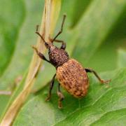 Otiorhynchus raucus (Fabricius, 1777) - Otiorhynque à crête