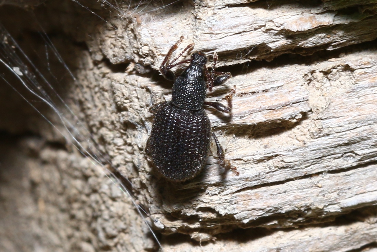 Otiorhynchus rugosostriatus (Goeze, 1777) - Otiorhynque à stries rugueuses