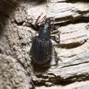 Otiorhynchus rugosostriatus (Goeze, 1777) - Otiorhynque à stries rugueuses