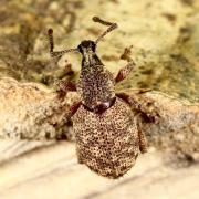 Otiorhynchus singularis (Linnaeus, 1767) - Otiorhynque à pattes couleur de poix